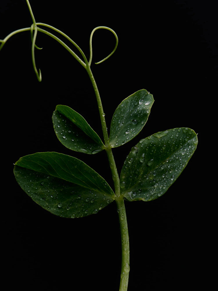 Green Goddess Candle