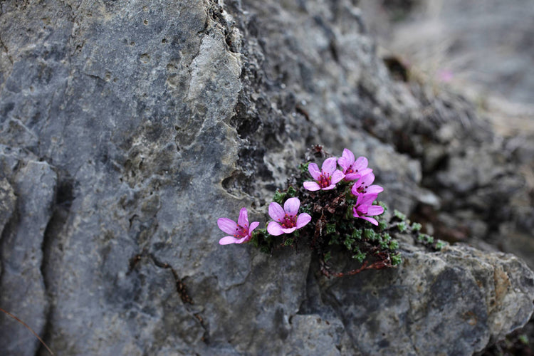 Flower vase "Iwao" | Seto porcelain black color
